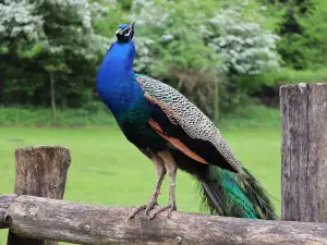 Wildpark Freisen