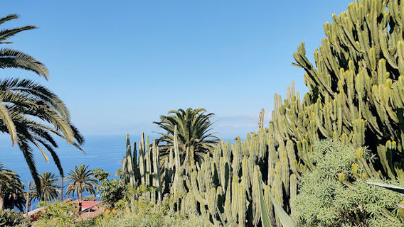 Cactus Garden