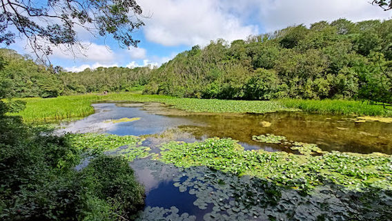 Lily Pools