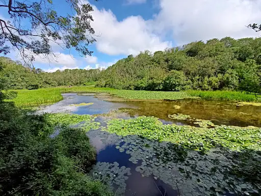 Lily Pools