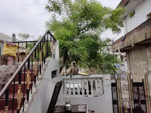 KDM देशी गीर गाय दुध Dairy