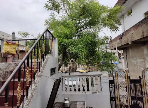 KDM देशी गीर गाय दुध Dairy