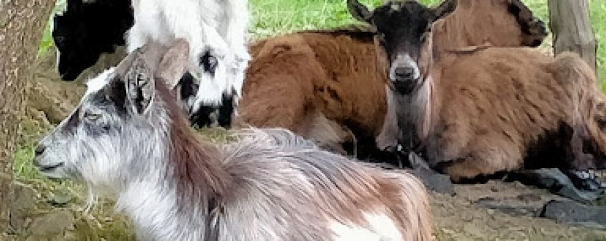 Les chèvres de la Saffrie