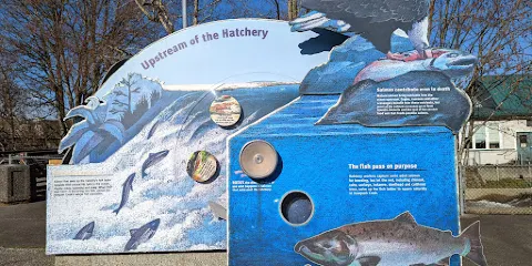 Friends of the Issaquah Salmon Hatchery