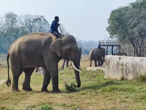 Sauraha Chowk
