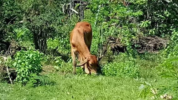 Wat Ban Khok Nong Waeng