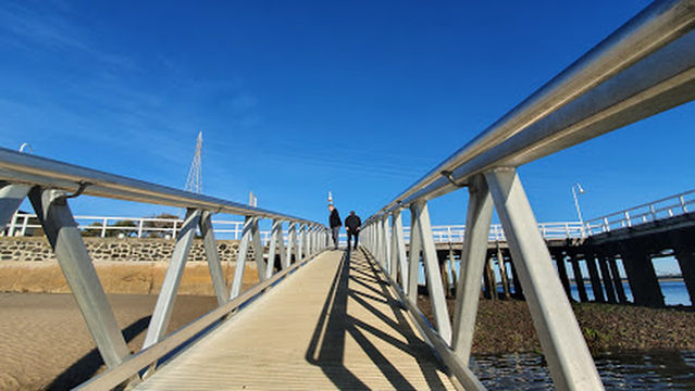 San Remo Pelican Feeding
