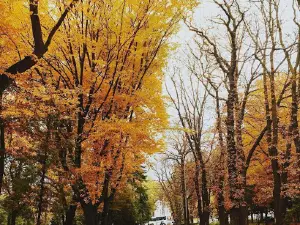 Park Vidpochynku