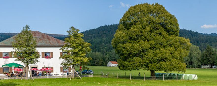 Museum "Stifter und der Wald"