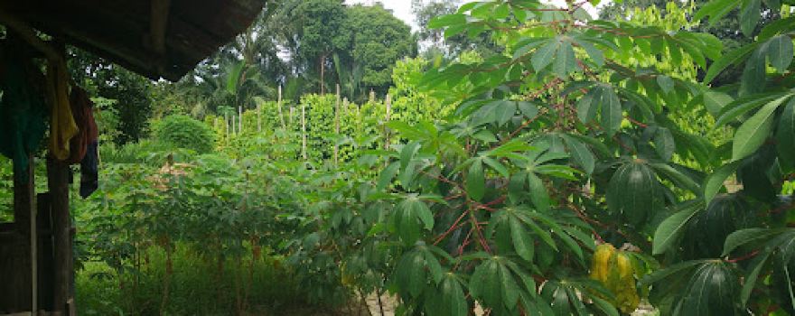 Kebun Aik Itam Kek Bali