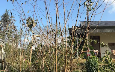 Tình Khau Khang & vườn Mận