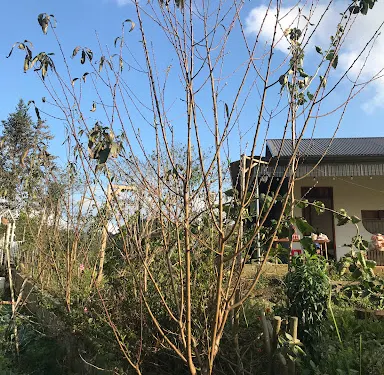 Tình Khau Khang & vườn Mận