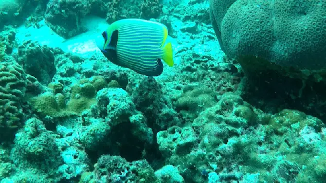 เกาะห้า