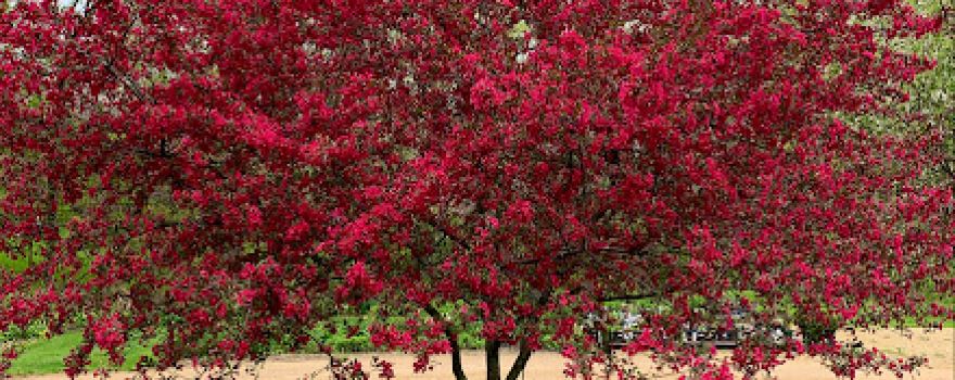 Hidden Timber Gardens