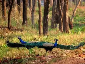 The Nawegaon National Park - Maharashtra, India