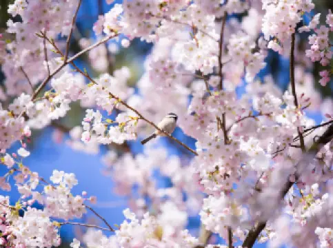 VanDusen Botanical Garden