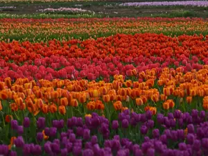 Wooden Shoe Tulip Farm