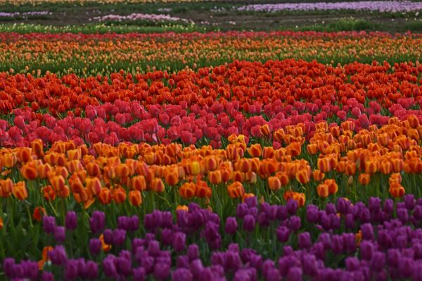 Wooden Shoe Tulip Farm