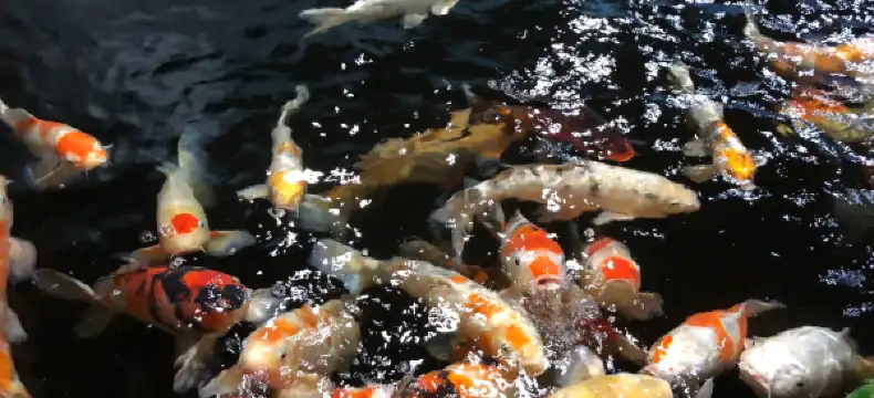 โรงแรมในCuttack