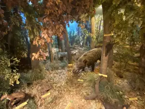 The Danube Delta Museum