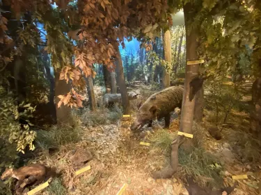 The Danube Delta Museum