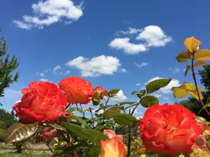 Bush's Pasture Park