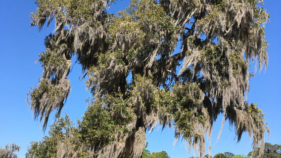 Fort Frederica National Monument