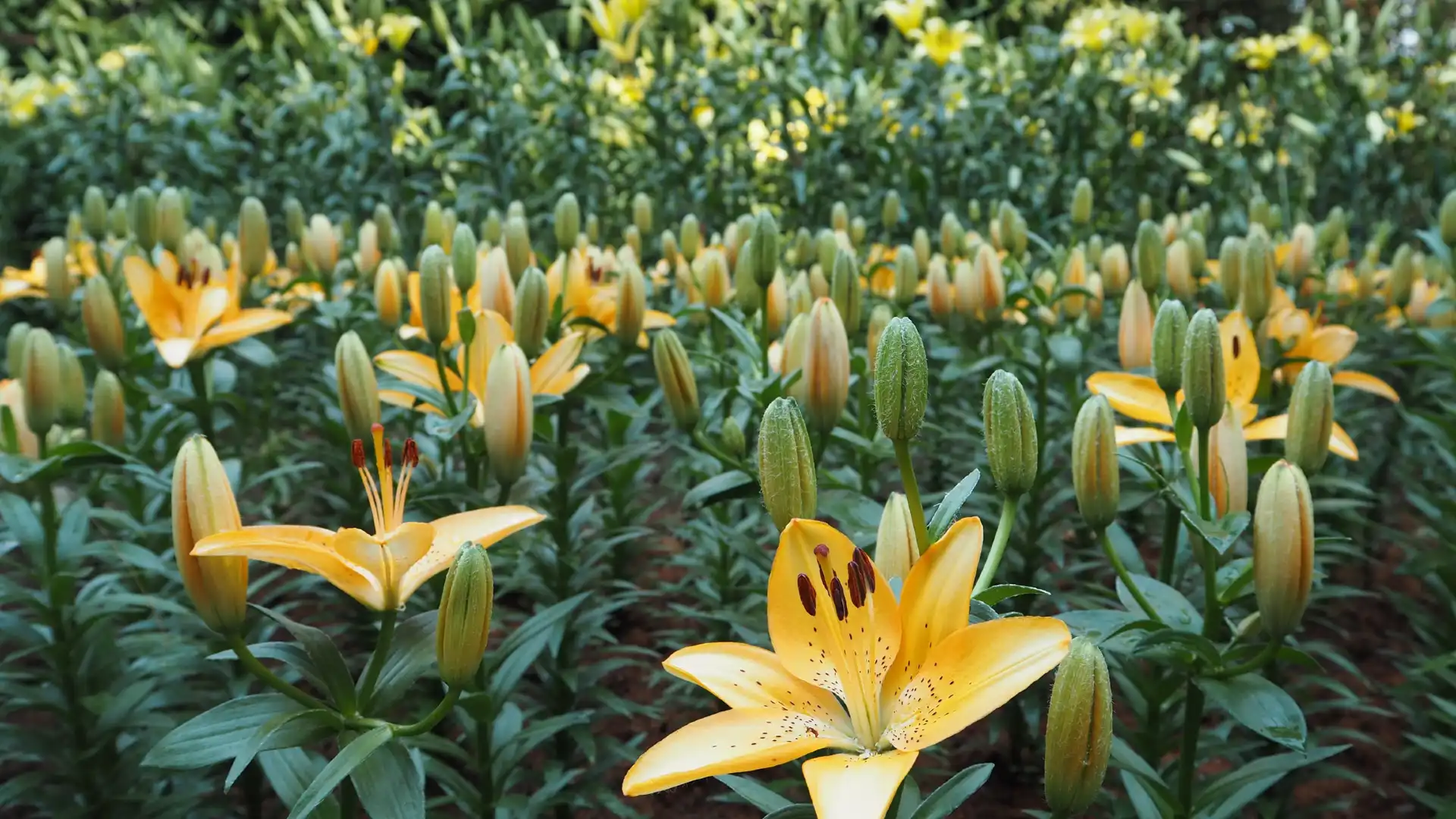 チャルムプラキアット 75 パンサー公園周辺のホテル