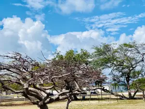 Ponce La Guancha