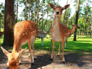 Naturwildpark Granat
