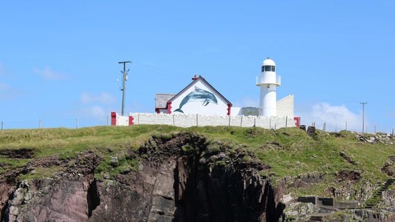 Dingle Dolphin Boat Tours