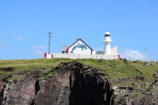 Dingle Dolphin Boat Tours