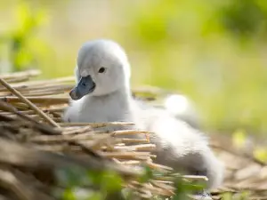 Abbotsbury Swannery