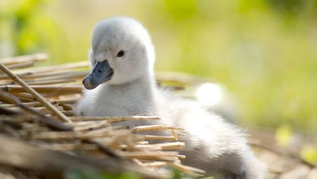 Abbotsbury Swannery