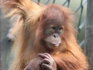 Monkey World - Ape Rescue Centre