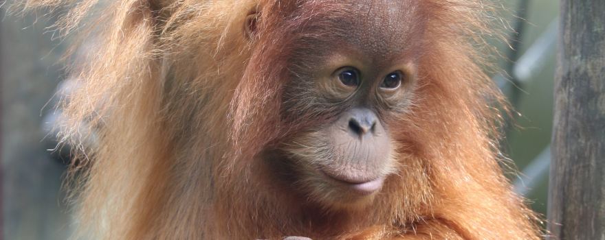 Monkey World - Ape Rescue Centre