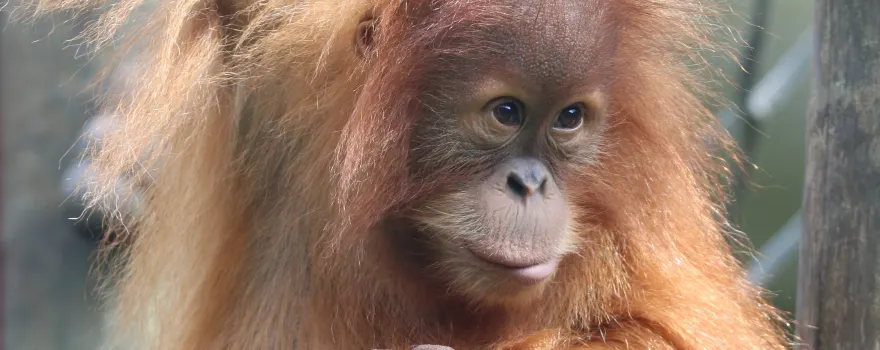 Monkey World - Ape Rescue Centre