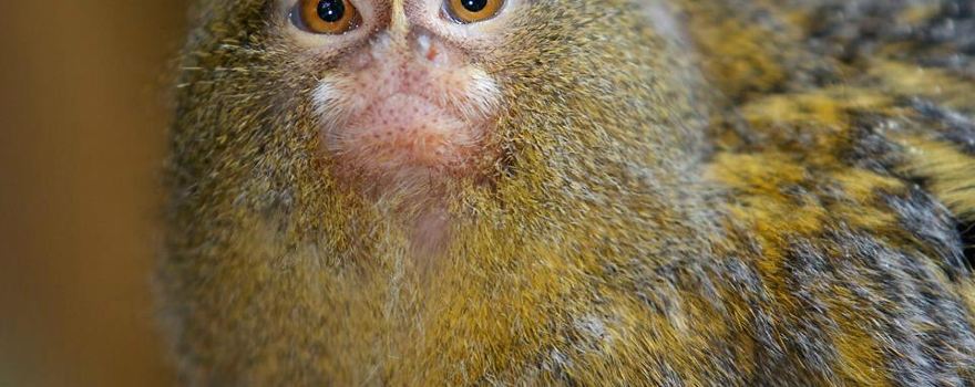 Shaldon Zoo