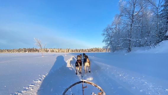 Wingren's dogsafaris Ab