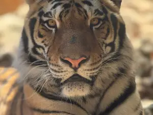 Zoo de Castellar