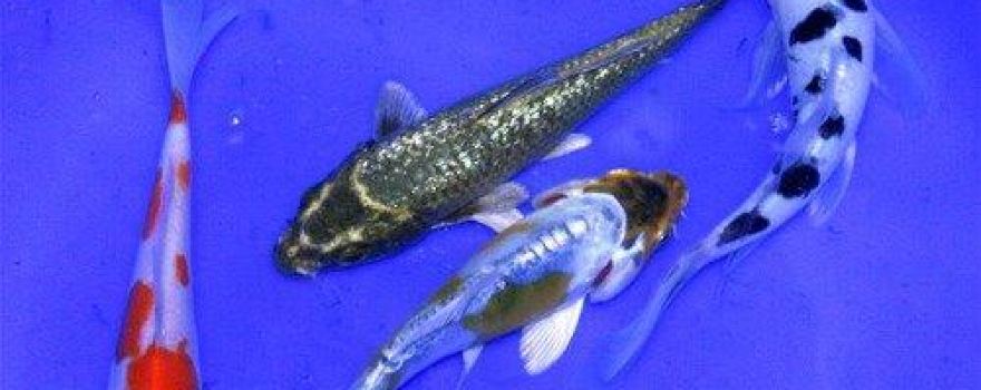 Midwest Koi