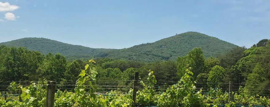 Sharp Mountain Vineyards