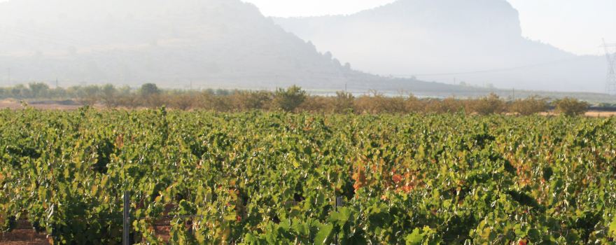 Bodega Santa Catalina del Manan