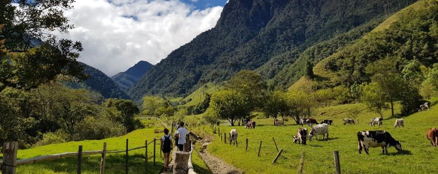 Valle del Cocora