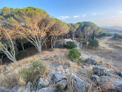 Pineta di Ugolio