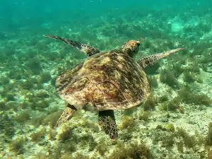 Lakeside Snorkelling Area