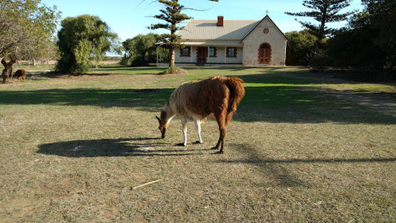 Greenough