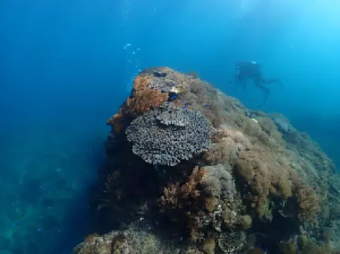 西海観光船「海底が見える船 × ダイビング × シーウォーカー」