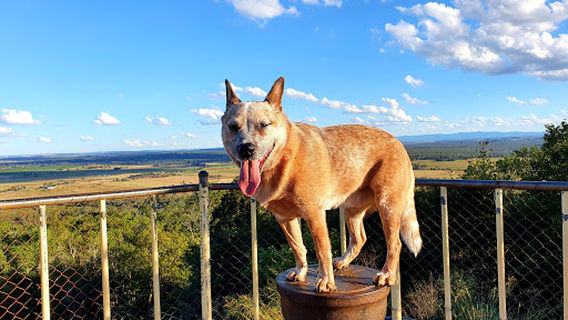 Mount Wooroolin Lookout