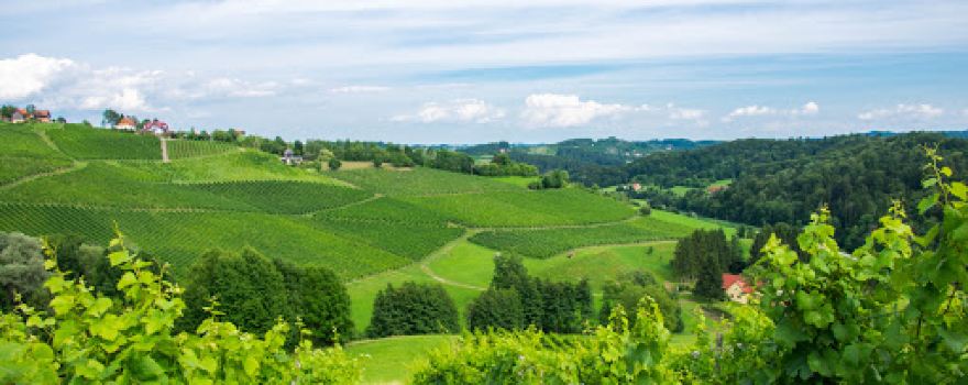 Heart Between Vineyard